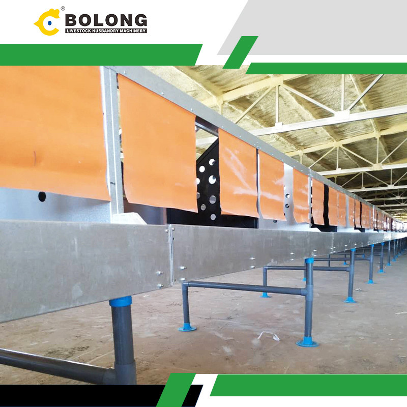 automated feed Egg Gathering Machine